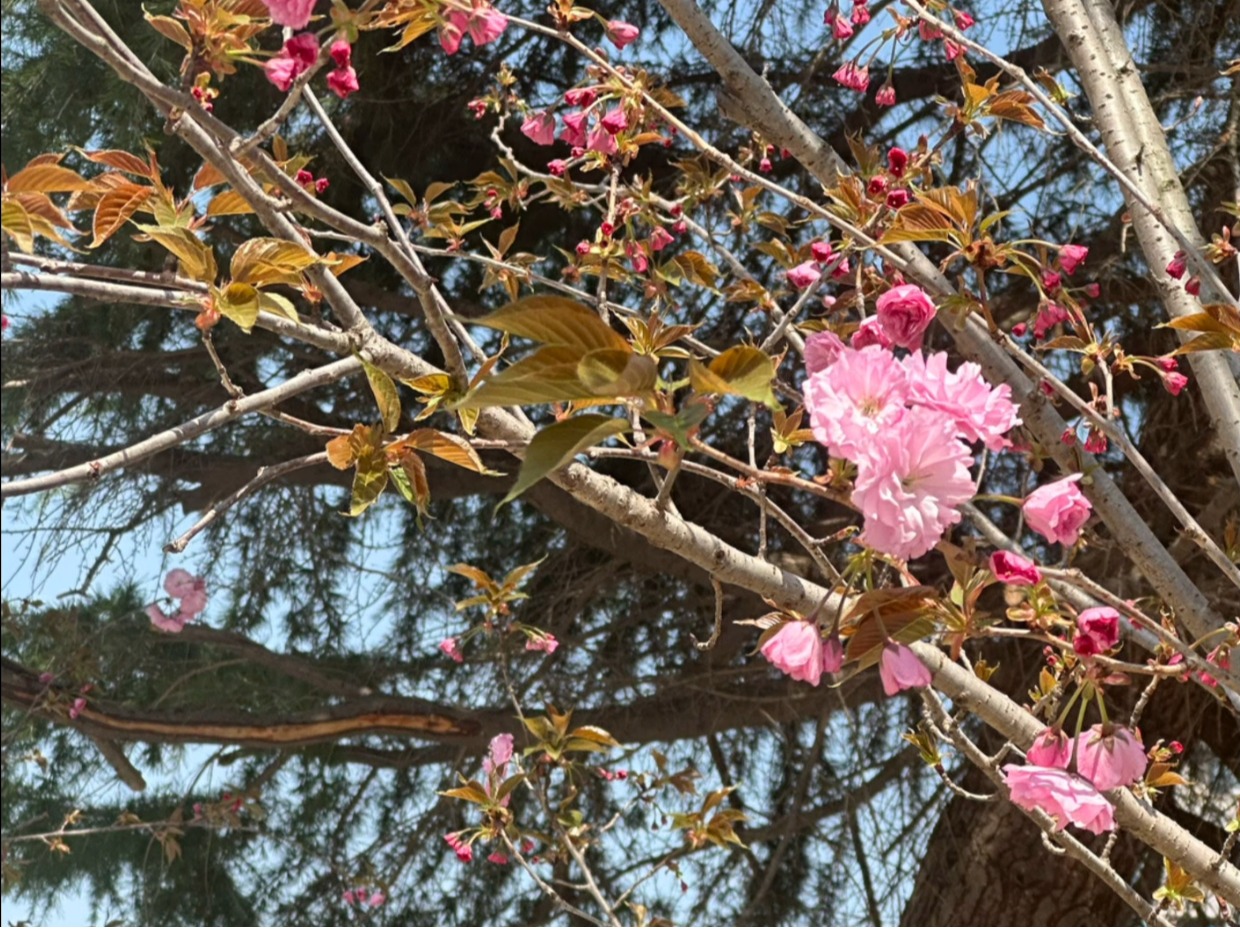 【出国留学】湖南大学出国留学培训基地“Young范”微视频大赛获奖名单出炉（附获奖作品展示）